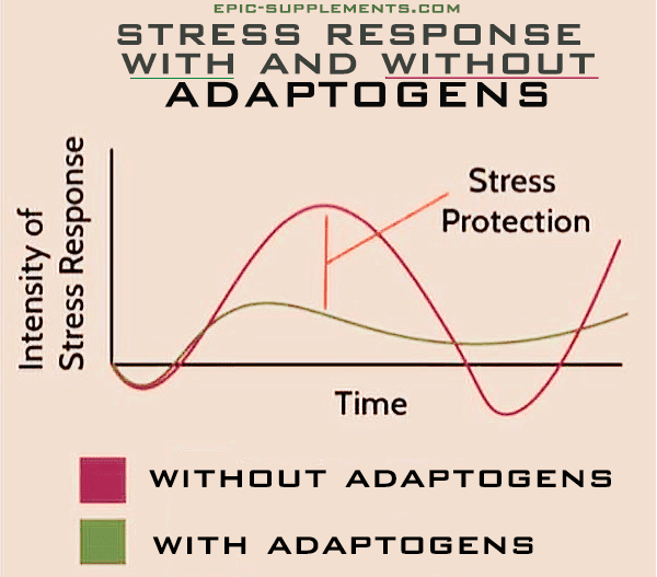 BEpic pills' adaptogens for stress protection