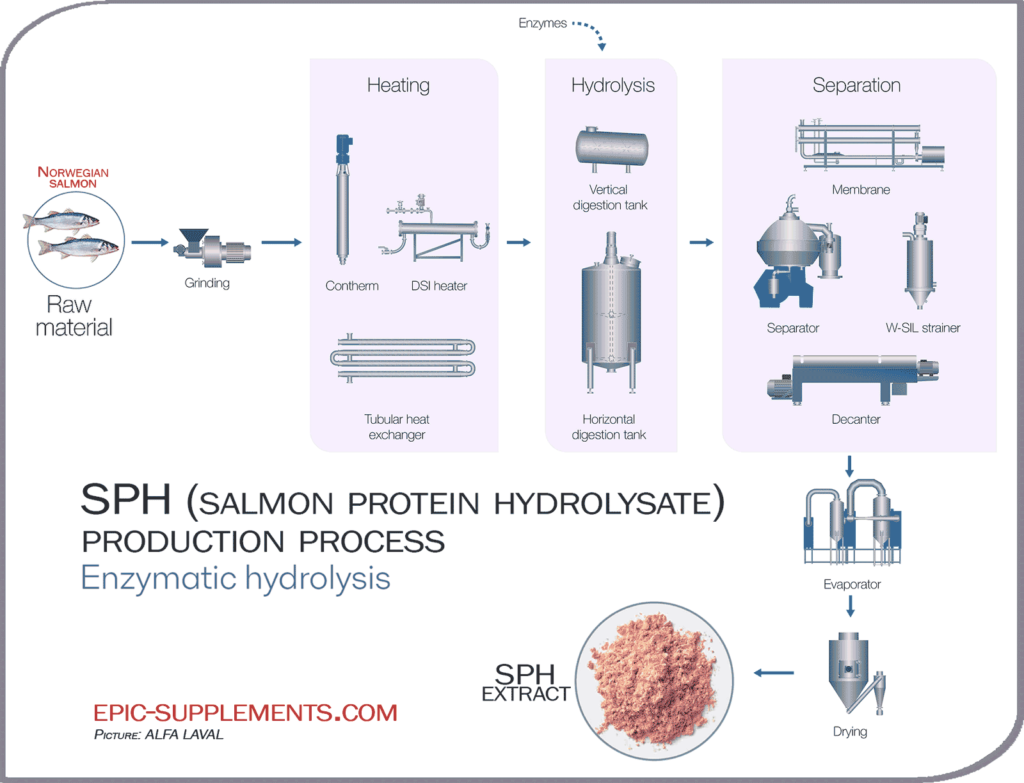 Enzymatic Hydrolysis Process for Salmon Protein Hydrolysate (SPH) - main ingredient of triGLP by B-Epic